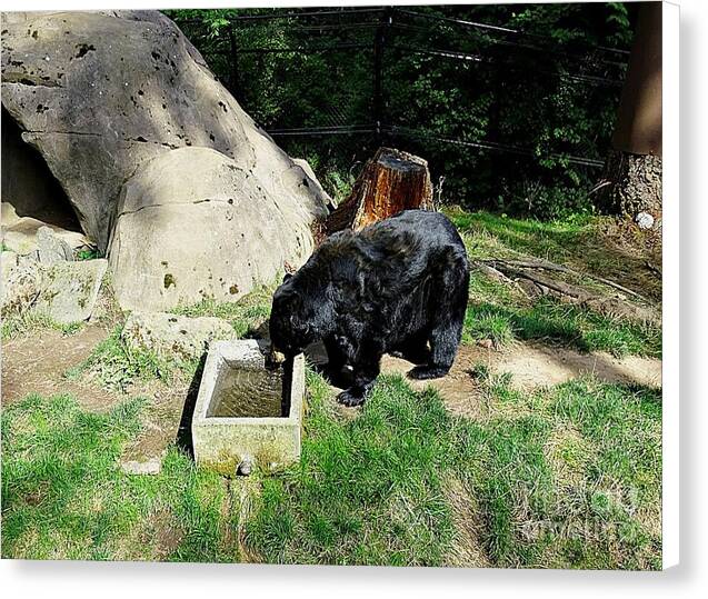 Thirsty Bear 1 - Canvas Print