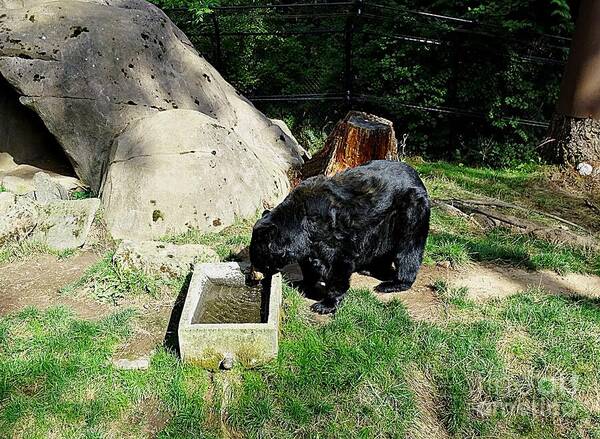Thirsty Bear 1 - Art Print