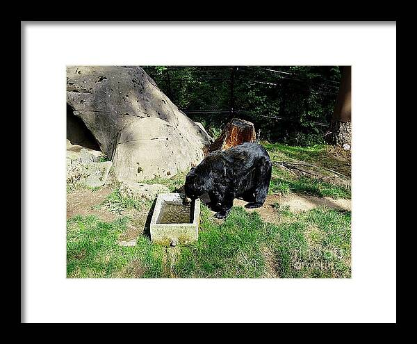 Thirsty Bear 1 - Framed Print