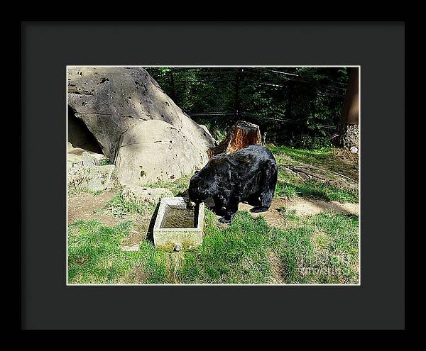 Thirsty Bear 1 - Framed Print