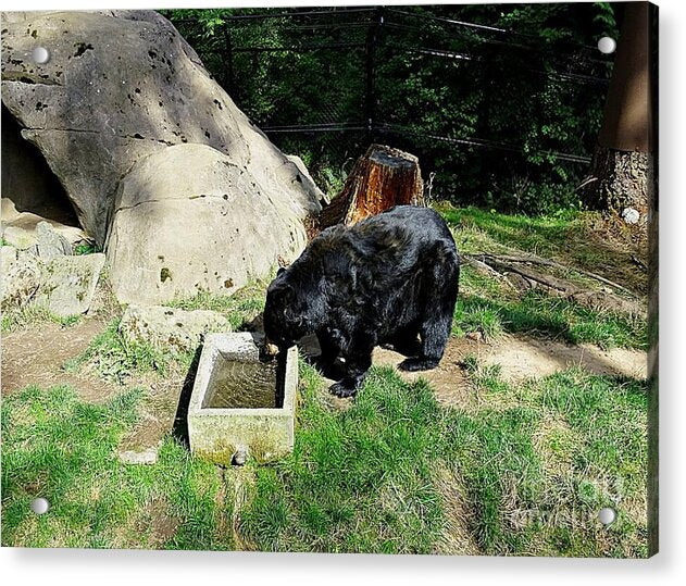 Thirsty Bear 1 - Acrylic Print