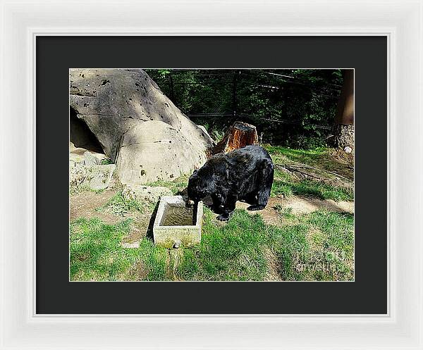 Thirsty Bear 1 - Framed Print