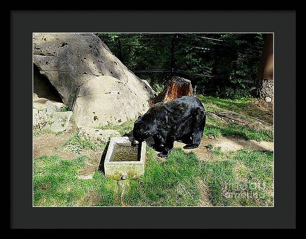 Thirsty Bear 1 - Framed Print