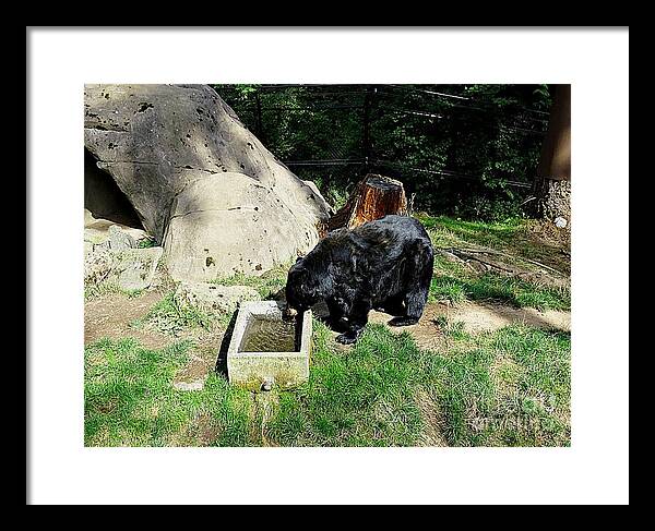 Thirsty Bear 1 - Framed Print