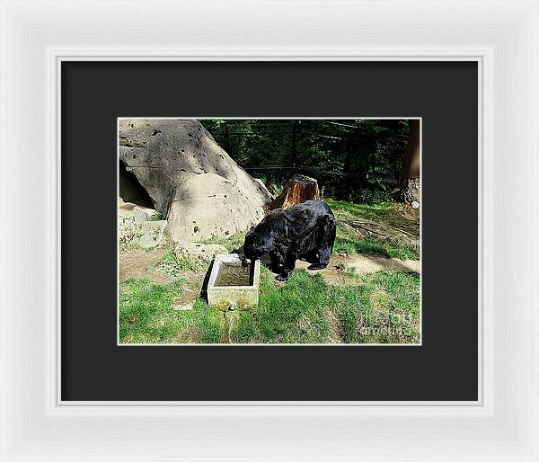 Thirsty Bear 1 - Framed Print