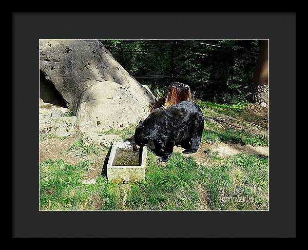 Thirsty Bear 1 - Framed Print