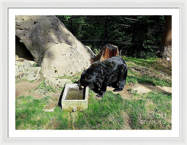 Thirsty Bear 1 - Framed Print