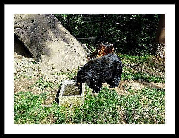 Thirsty Bear 1 - Framed Print