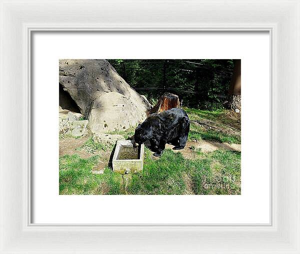 Thirsty Bear 1 - Framed Print