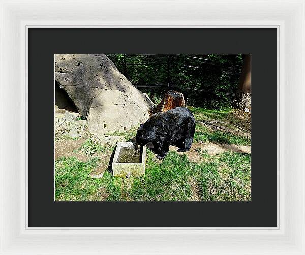 Thirsty Bear 1 - Framed Print