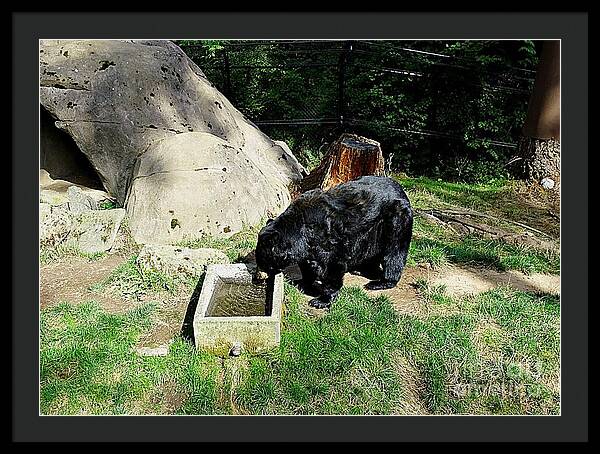 Thirsty Bear 1 - Framed Print