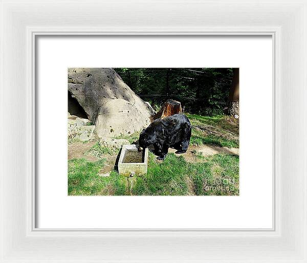Thirsty Bear 1 - Framed Print
