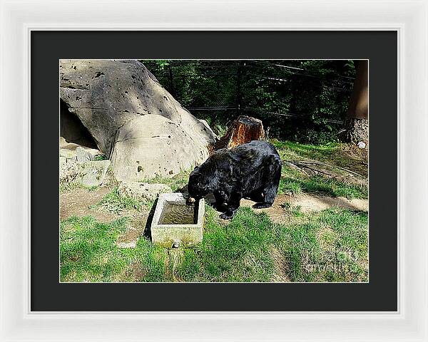 Thirsty Bear 1 - Framed Print