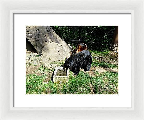 Thirsty Bear 1 - Framed Print
