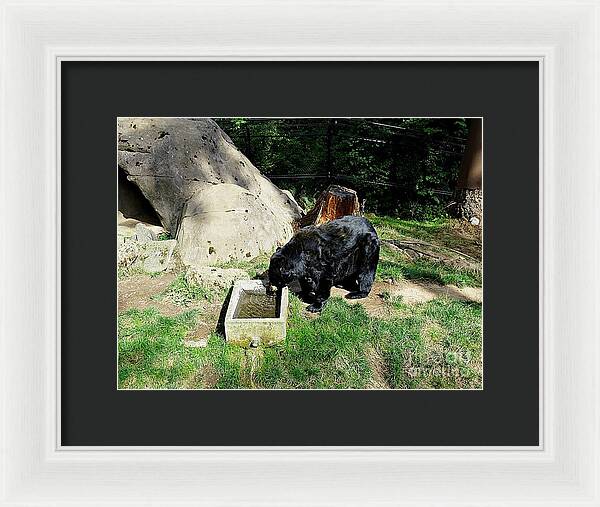 Thirsty Bear 1 - Framed Print