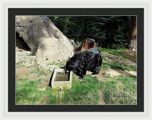 Thirsty Bear 1 - Framed Print