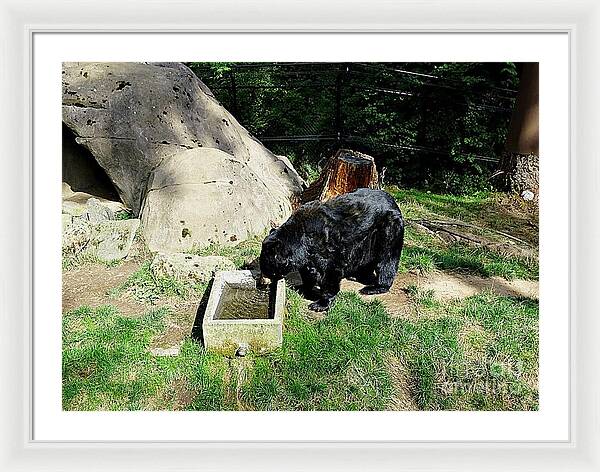 Thirsty Bear 1 - Framed Print