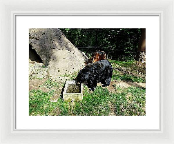 Thirsty Bear 1 - Framed Print