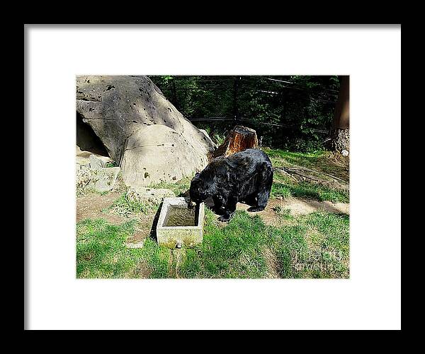 Thirsty Bear 1 - Framed Print