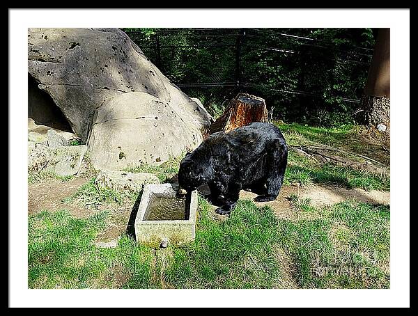 Thirsty Bear 1 - Framed Print