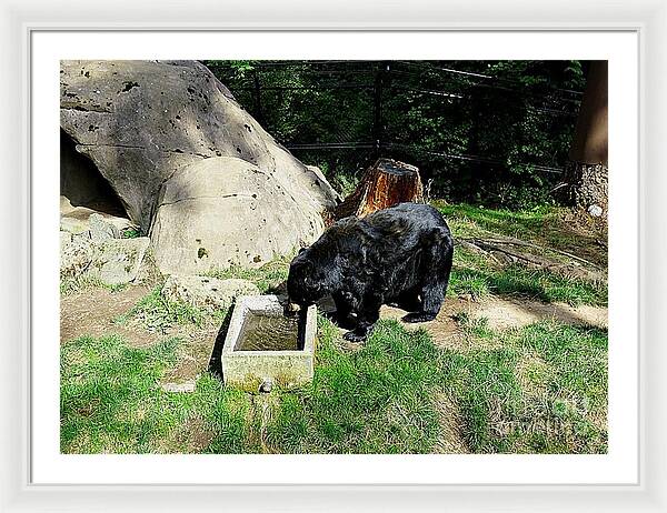 Thirsty Bear 1 - Framed Print
