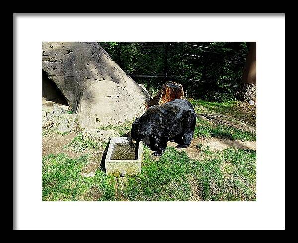 Thirsty Bear 1 - Framed Print