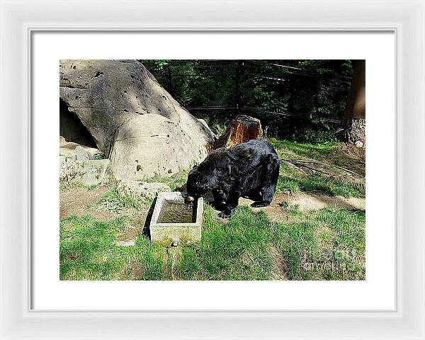 Thirsty Bear 1 - Framed Print