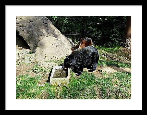 Thirsty Bear 1 - Framed Print