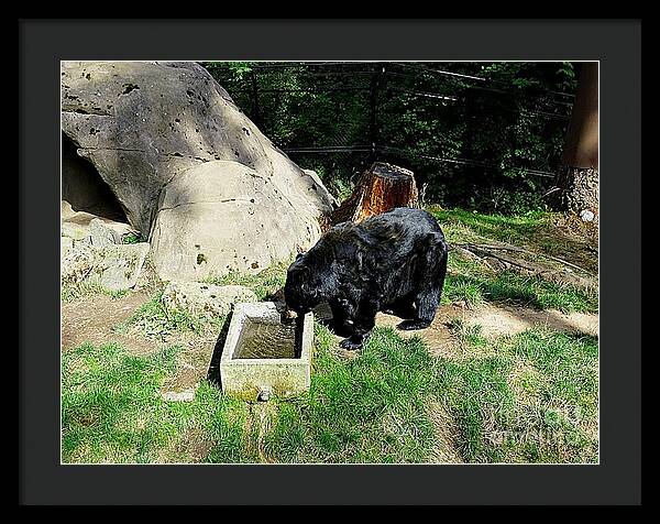 Thirsty Bear 1 - Framed Print