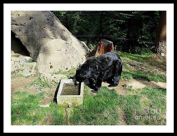 Thirsty Bear 1 - Framed Print