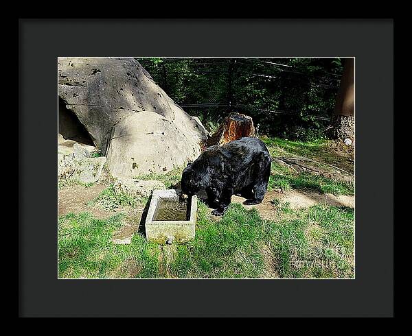 Thirsty Bear 1 - Framed Print