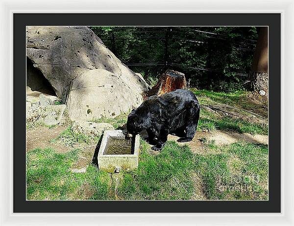 Thirsty Bear 1 - Framed Print