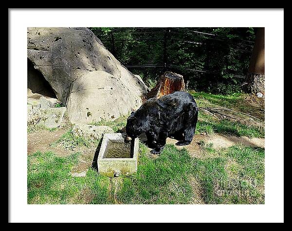 Thirsty Bear 1 - Framed Print