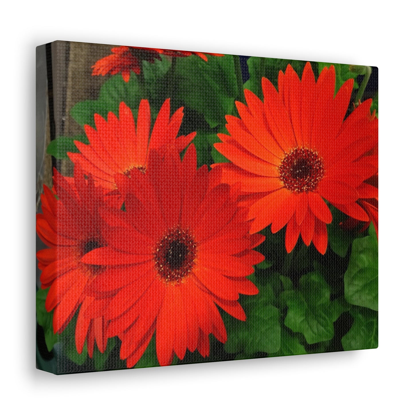 Red Gerber Daisies - Canvas Gallery Wrap