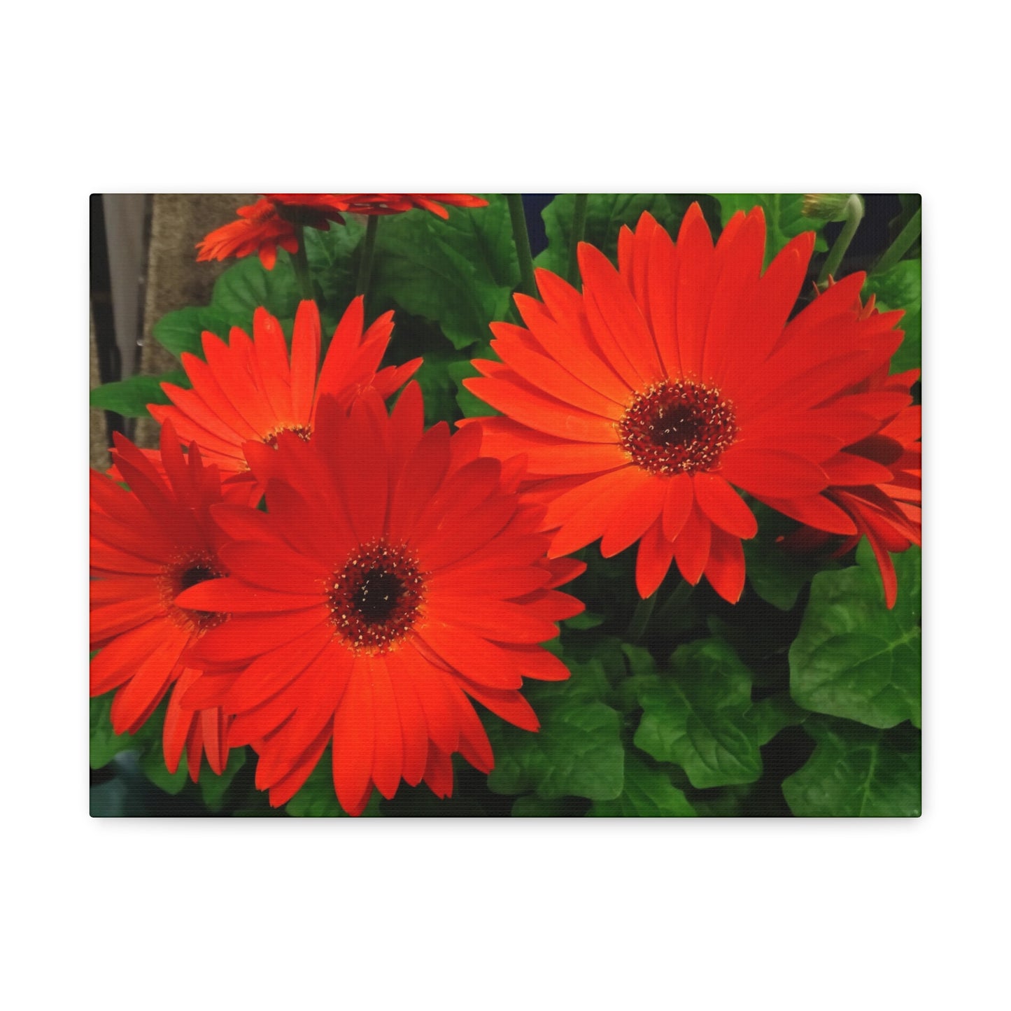 Red Gerber Daisies - Canvas Gallery Wrap