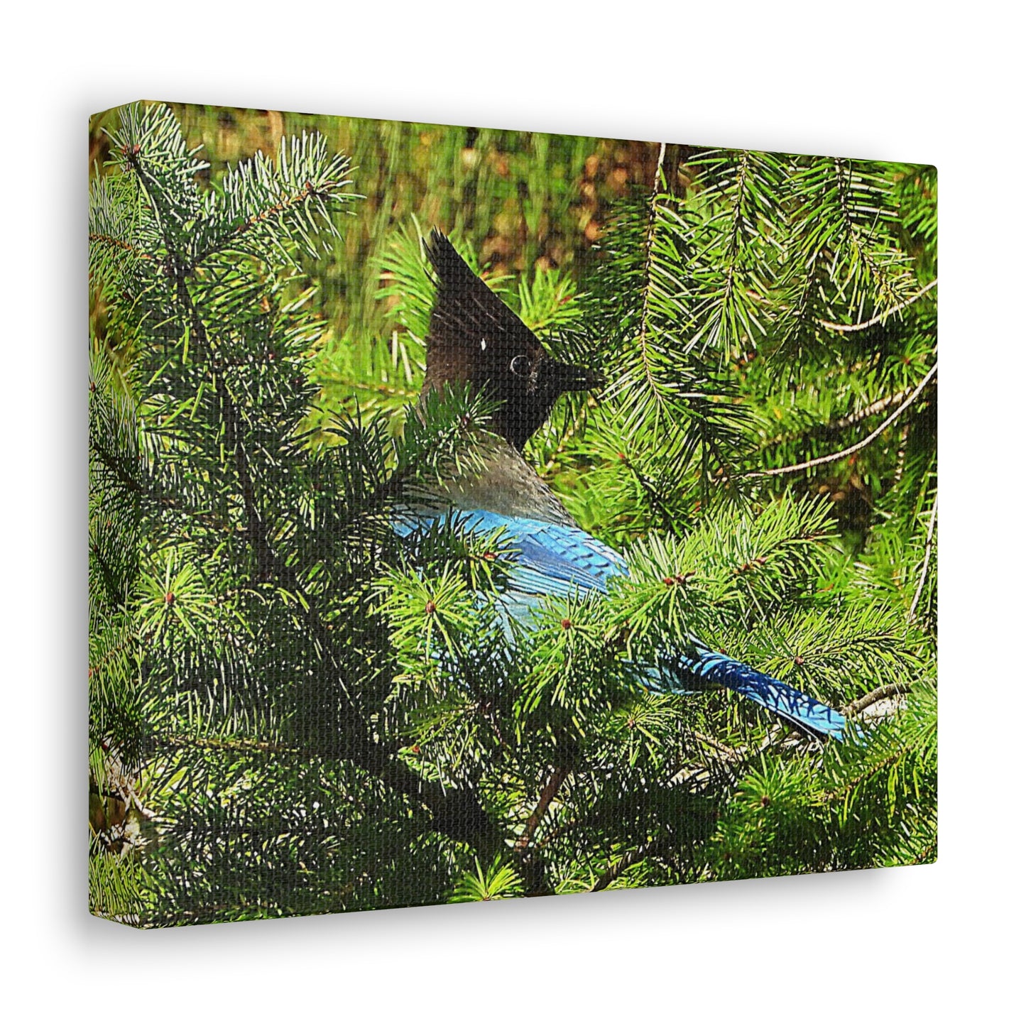 Stellar Jay - Canvas Gallery Wrap