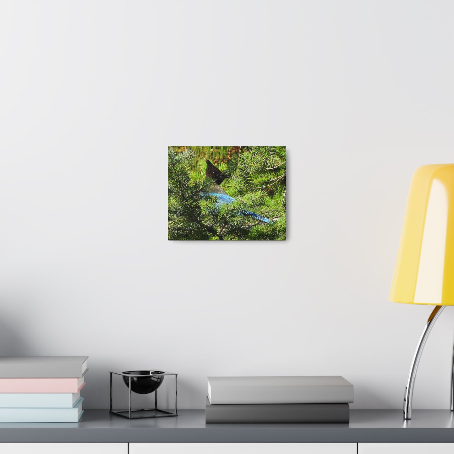 Stellar Jay - Canvas Gallery Wrap
