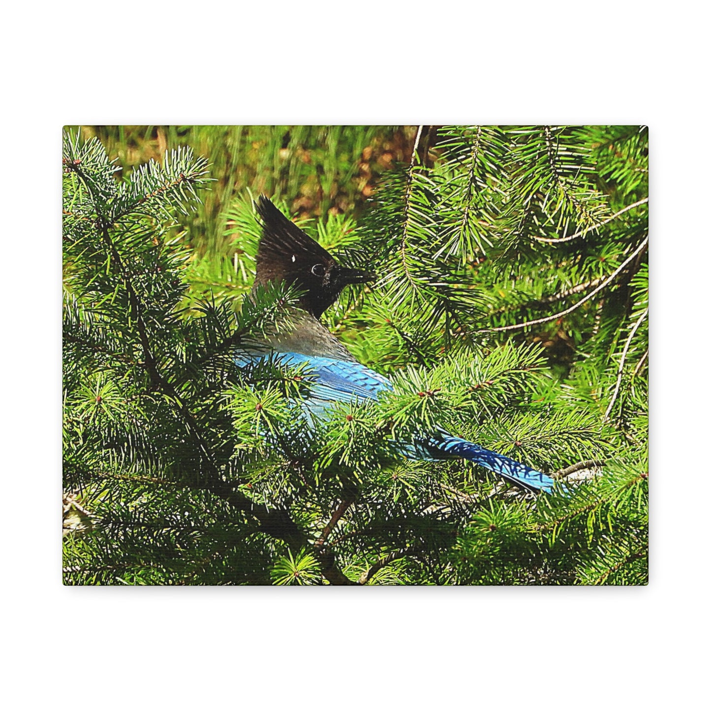 Stellar Jay - Canvas Gallery Wrap
