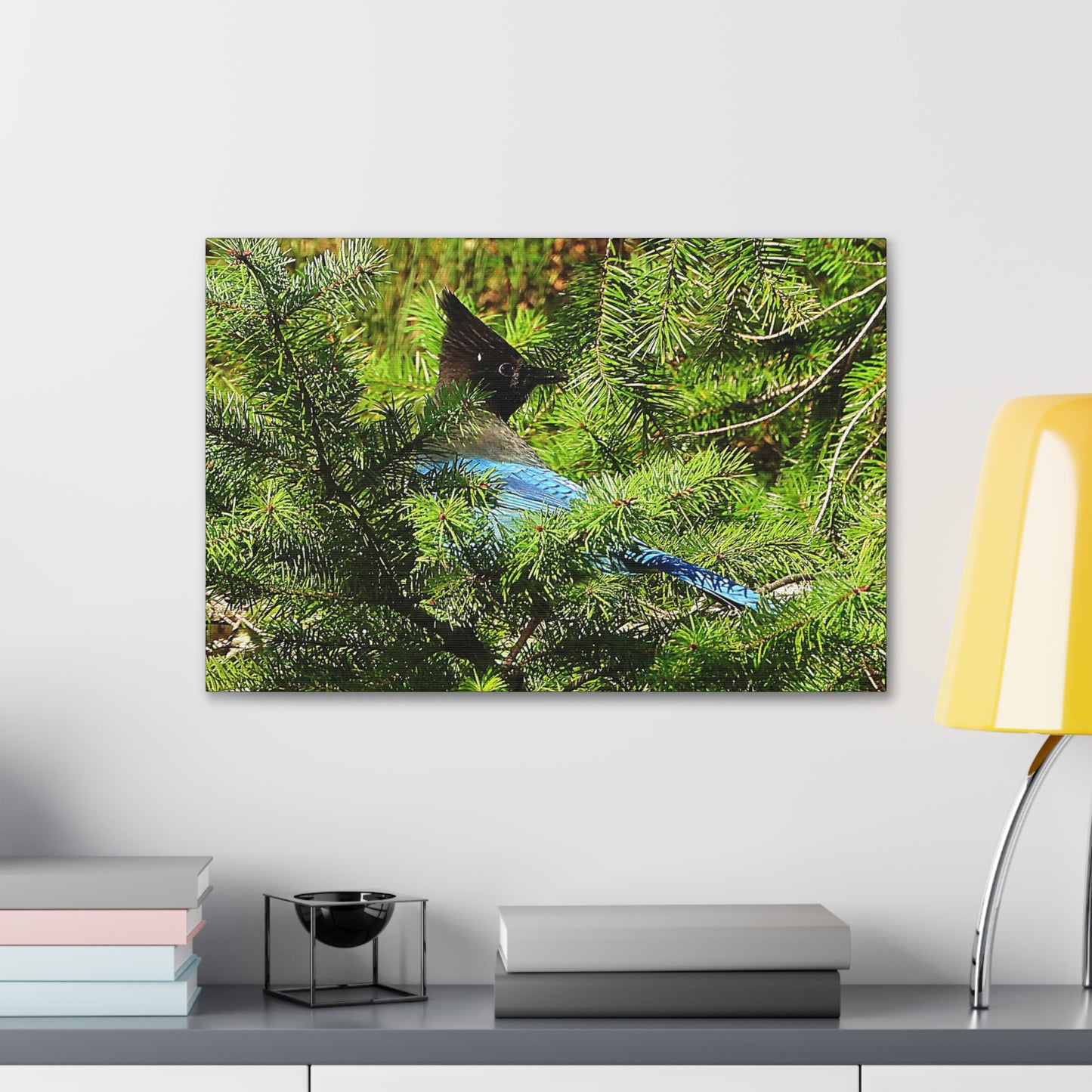 Stellar Jay - Canvas Gallery Wrap