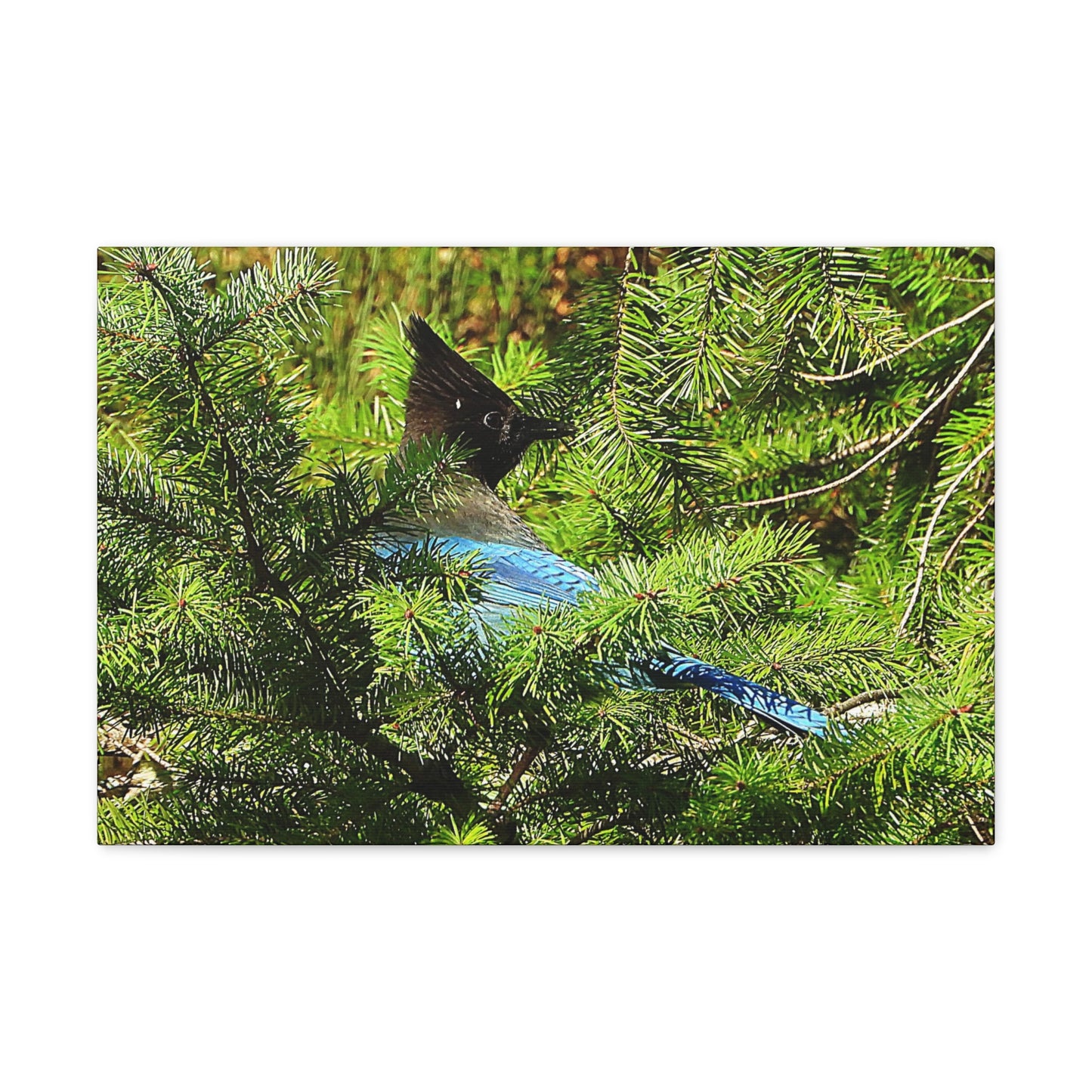 Stellar Jay - Canvas Gallery Wrap