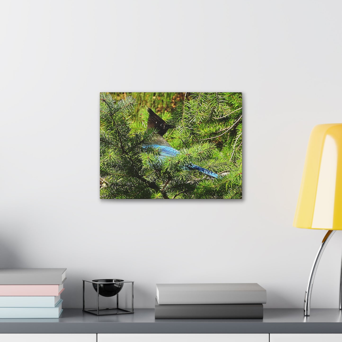 Stellar Jay - Canvas Gallery Wrap