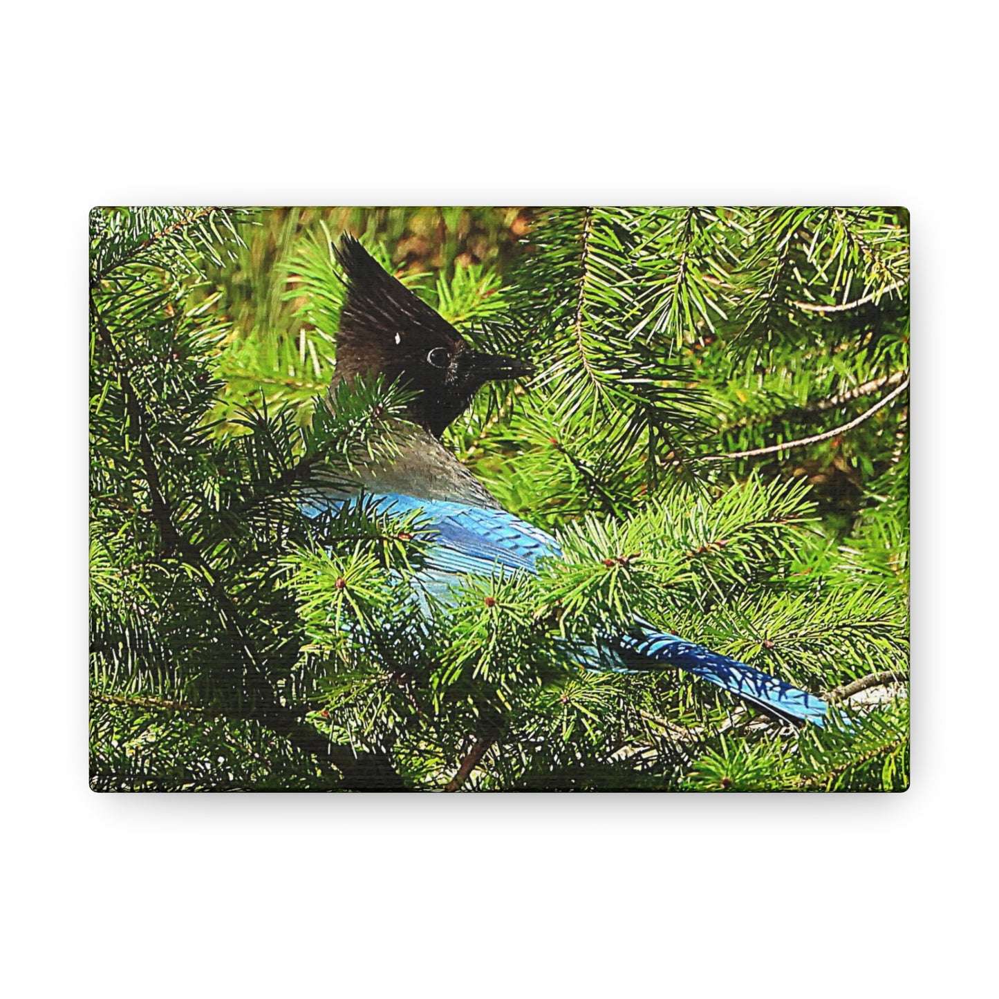 Stellar Jay - Canvas Gallery Wrap