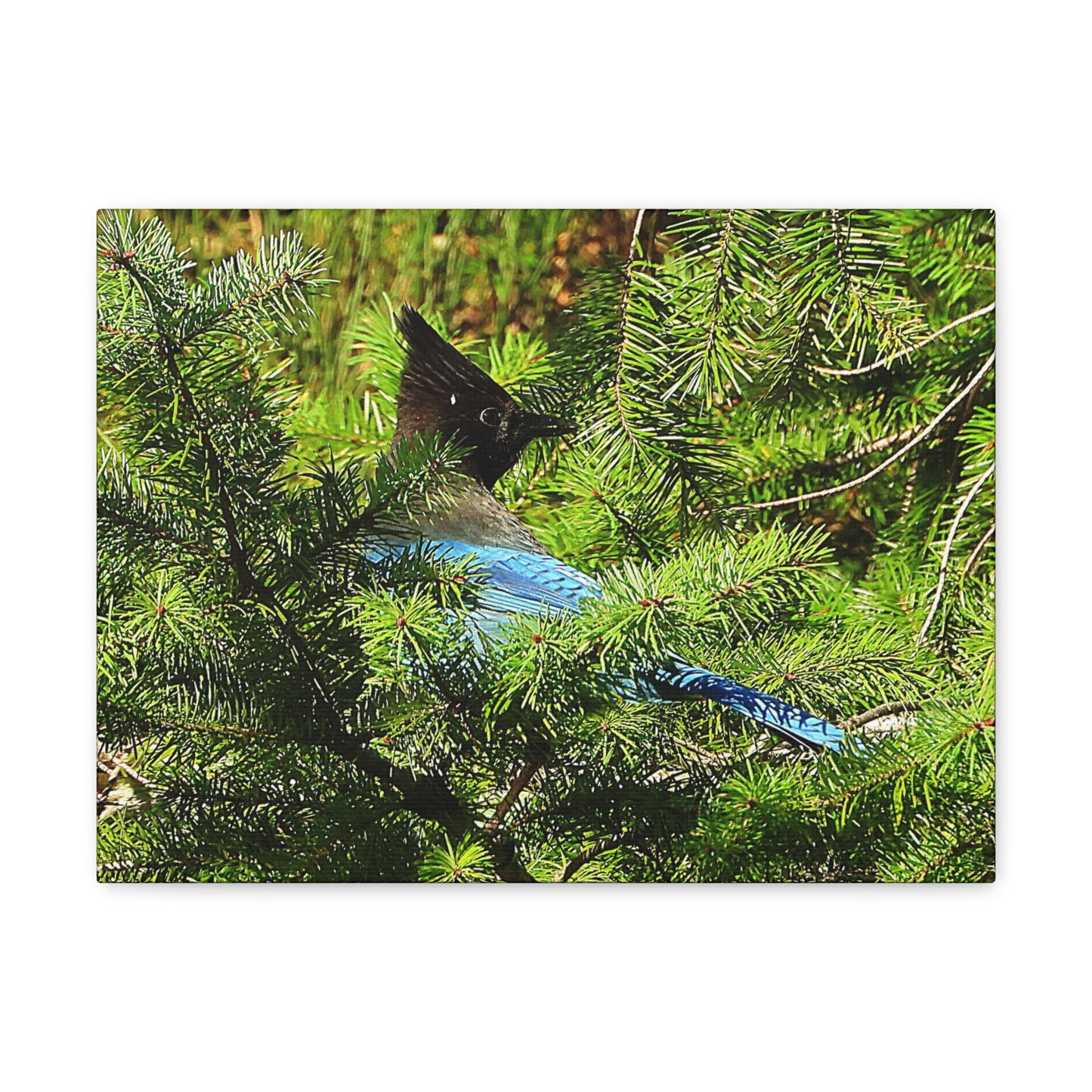 Stellar Jay - Canvas Gallery Wrap