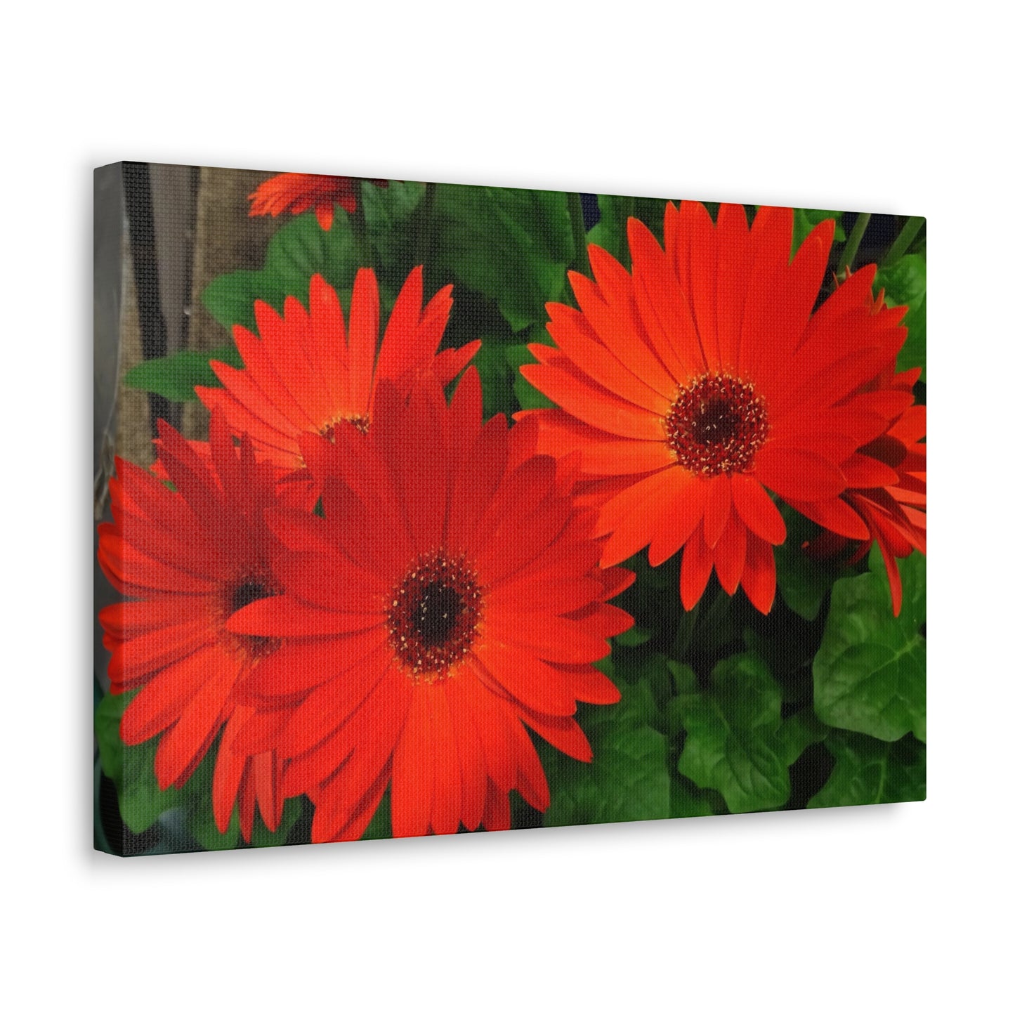 Red Gerber Daisies - Canvas Gallery Wrap
