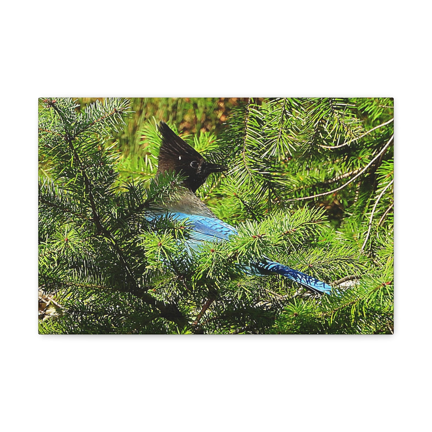 Stellar Jay - Canvas Gallery Wrap