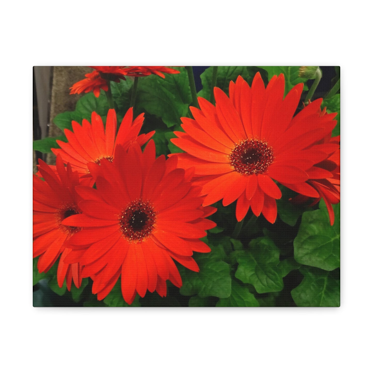 Red Gerber Daisies - Canvas Gallery Wrap