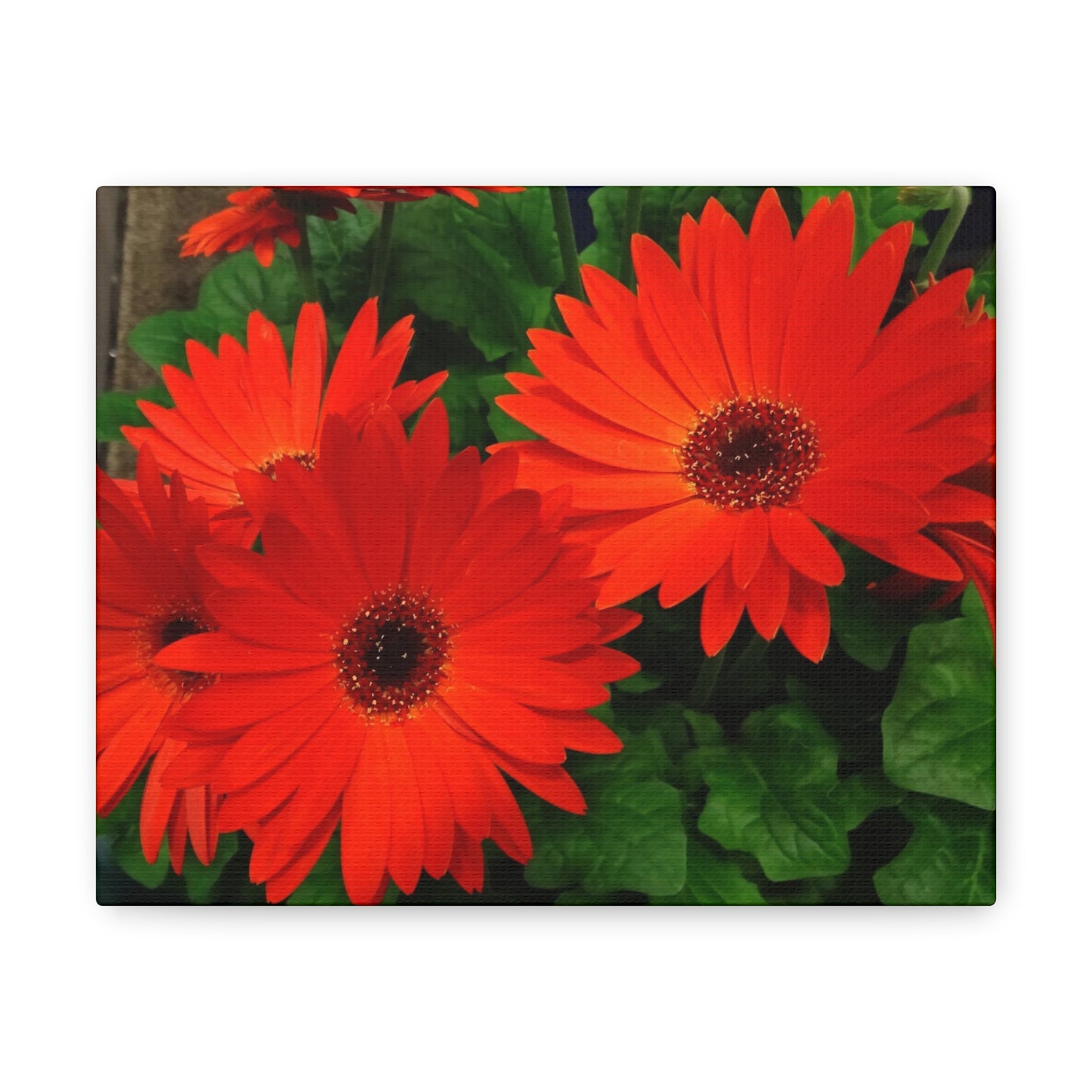 Red Gerber Daisies - Canvas Gallery Wrap