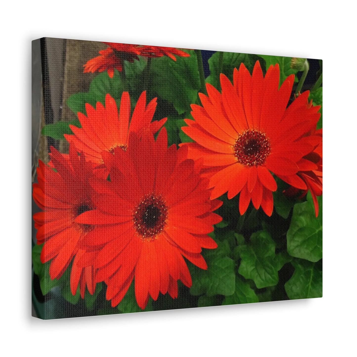Red Gerber Daisies - Canvas Gallery Wrap
