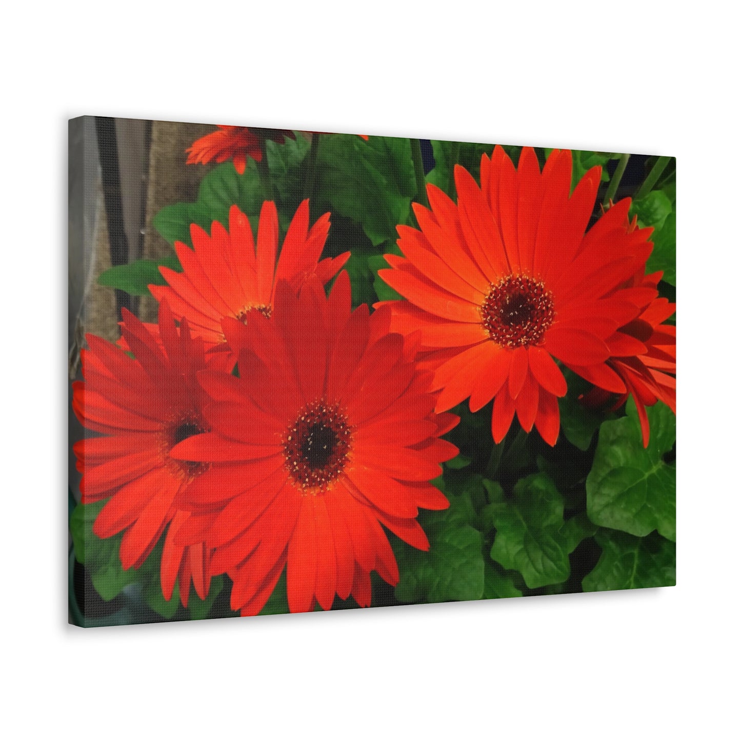 Red Gerber Daisies - Canvas Gallery Wrap