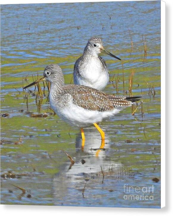 2 Yellow Legs - Canvas Print